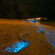 Illustration for article titled Worlds most beautiful beach glows like millions of stars at night